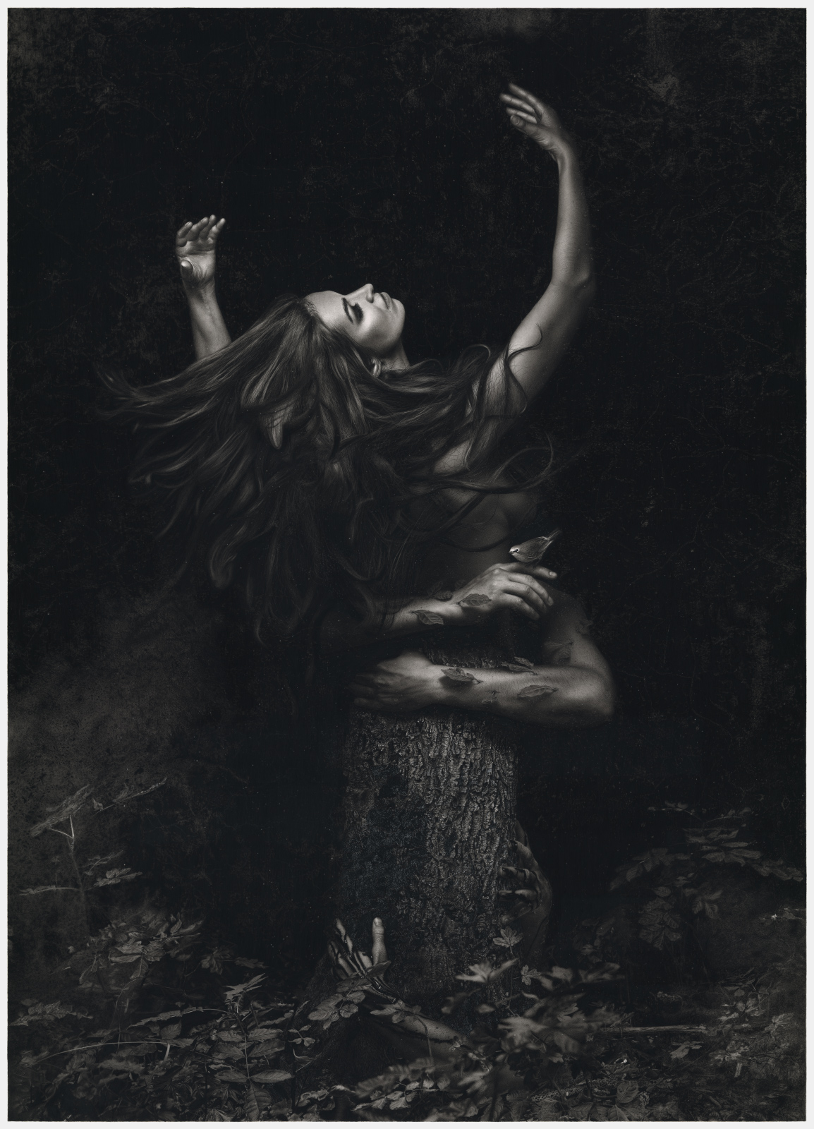 LastTree_PeterPansky_WEB